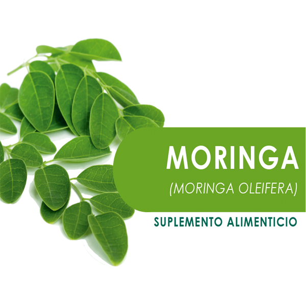 MORINGA 90 Cápsulas de 500mg c/u bolsa ziplock
