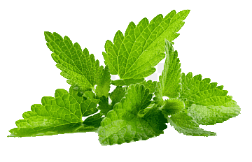 Menta, un gran aliado digestivo.